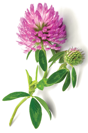 redclover_my_menopearl_Freisteller_3.png