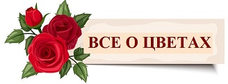 знамени-вектора-с-красным-цветом-и-бе-ыми-розами-41698777 — копия (2) — копия.jpg