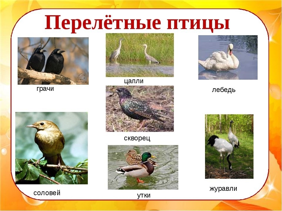 Названия-перелетных-птиц-для-детей-картинки-018.jpg