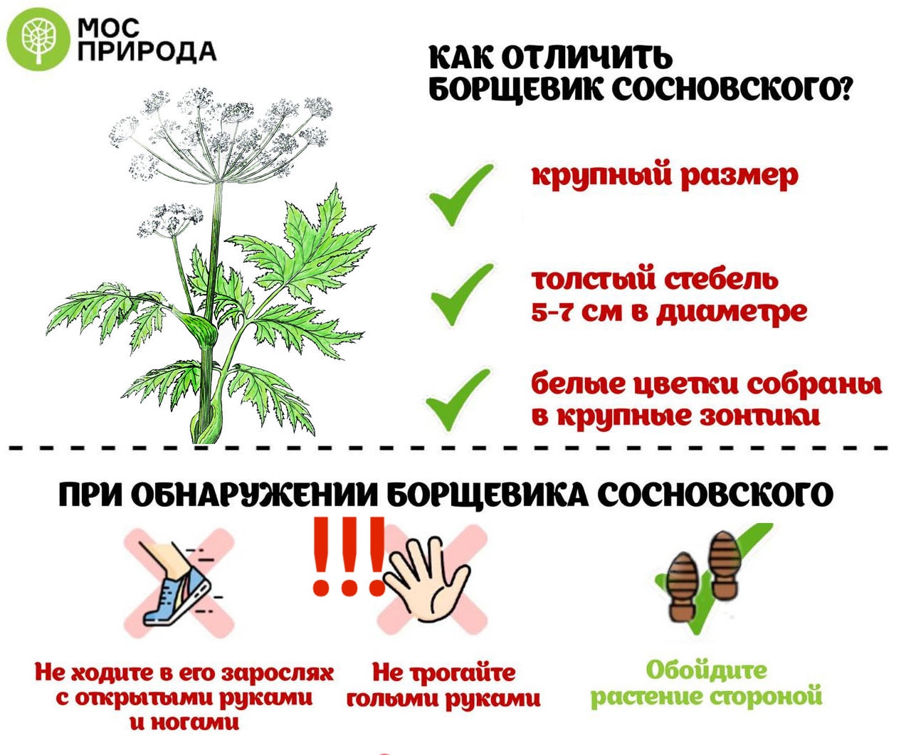 борщевик.jpg