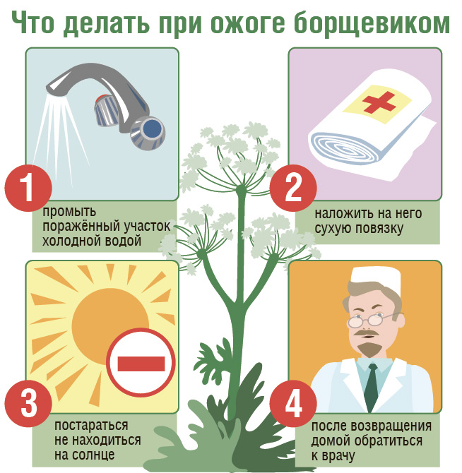 памятка борщевик.jpg