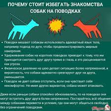 соб.jpg