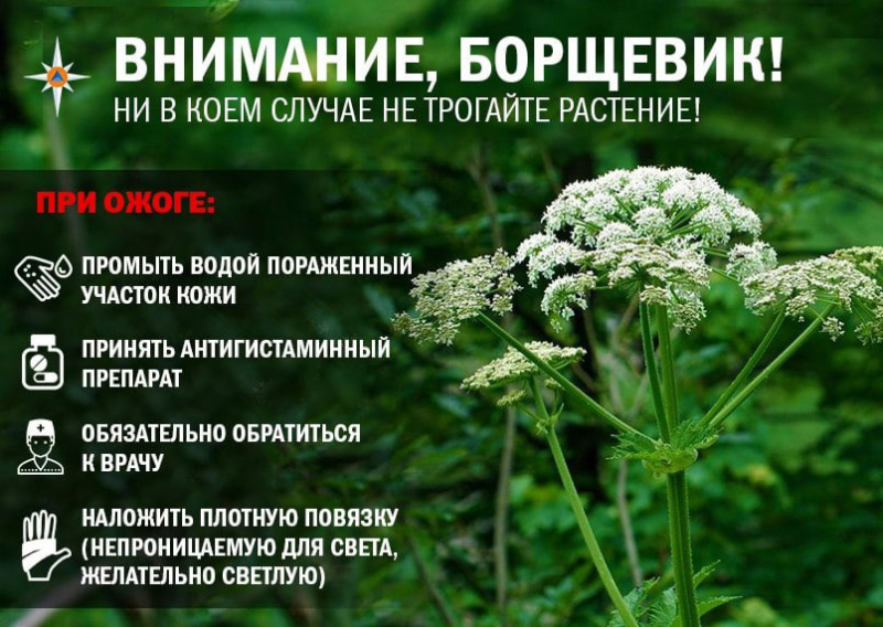vnimanie-borshchevik_1625844479557247882__800x800.jpg