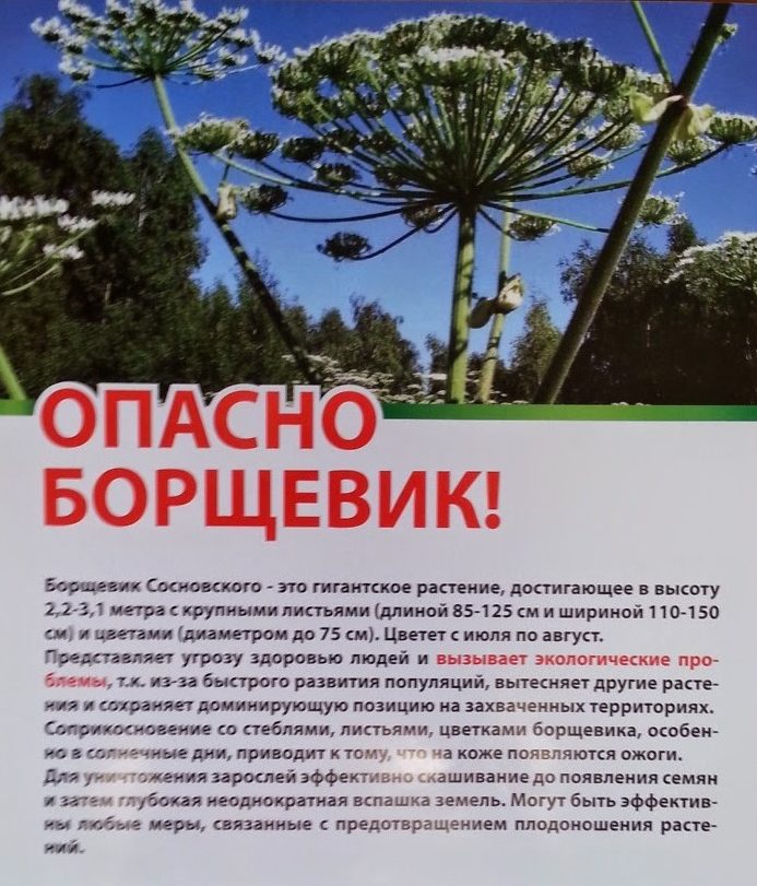 Борщевик4-e1530853783608.jpg