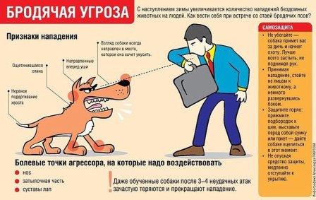 осторожно_собака.jpg