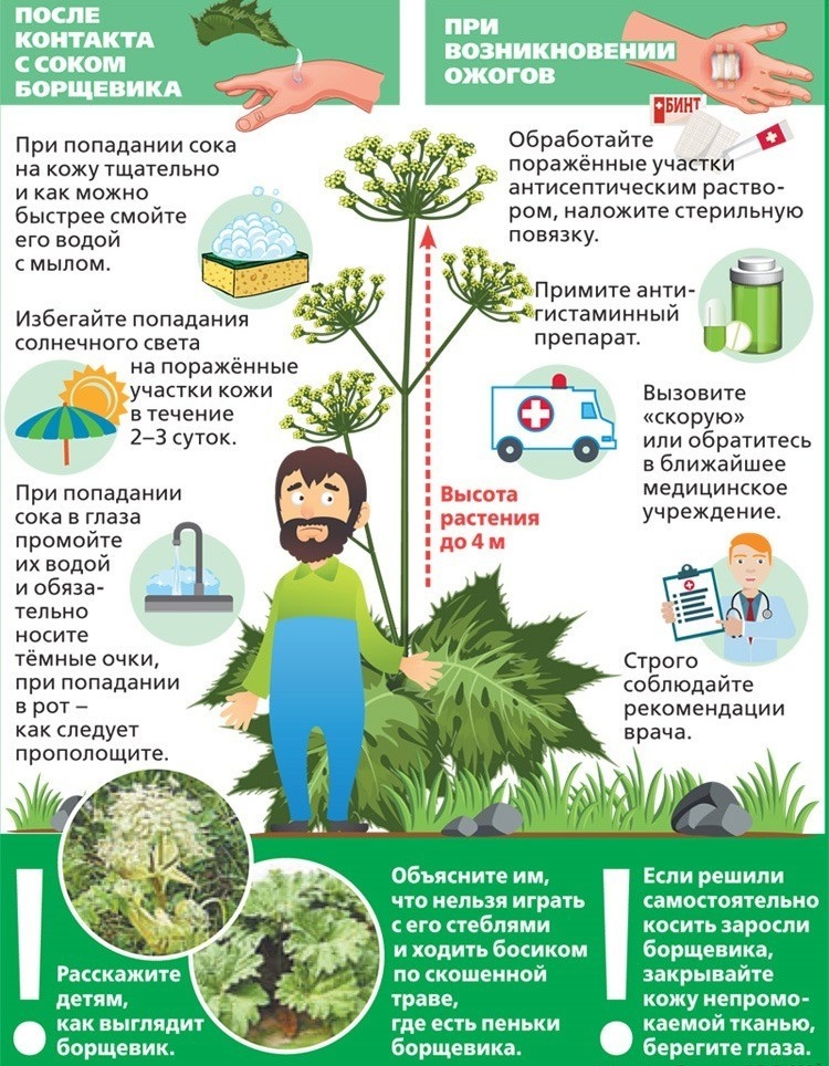 borshhevik-2.jpg