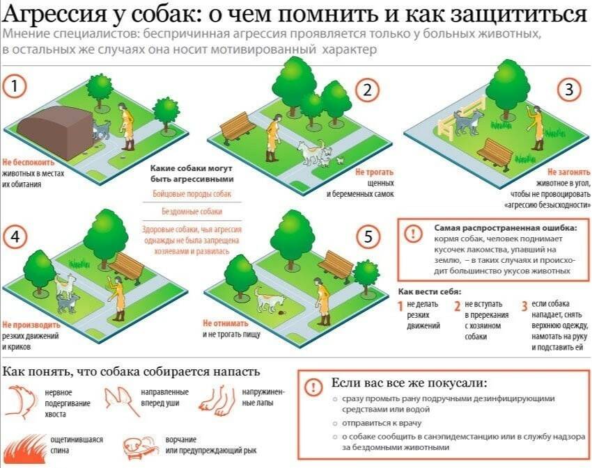 Агрессия у собак.jpg
