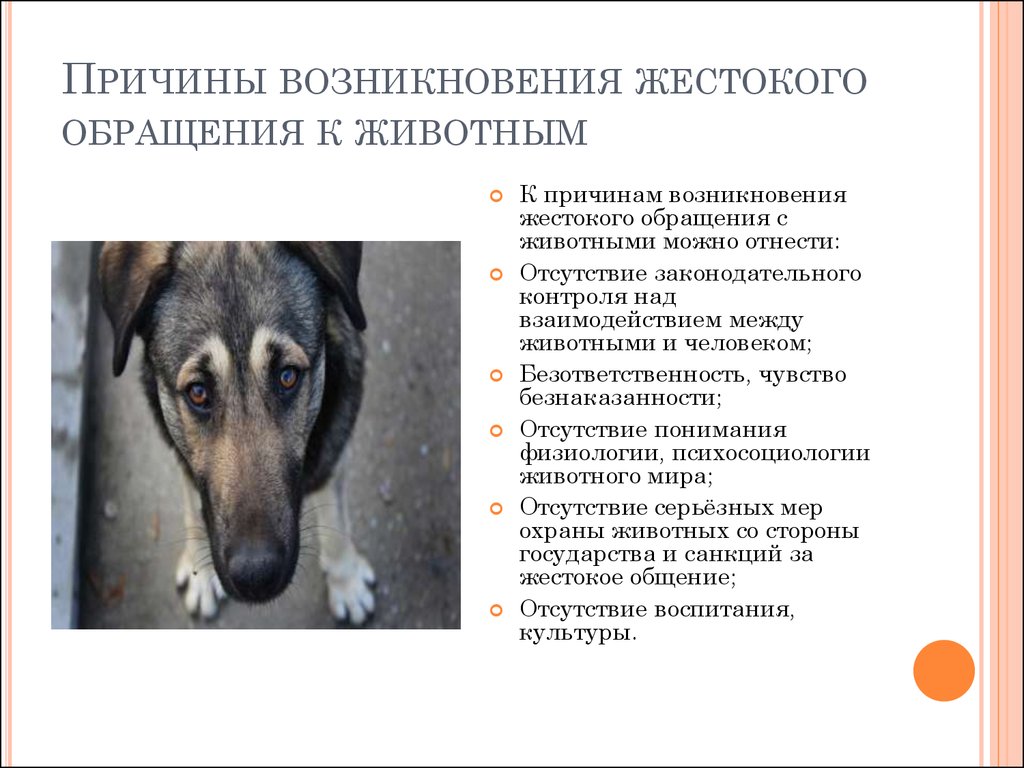 причины жестокого обращения с животными.jpg