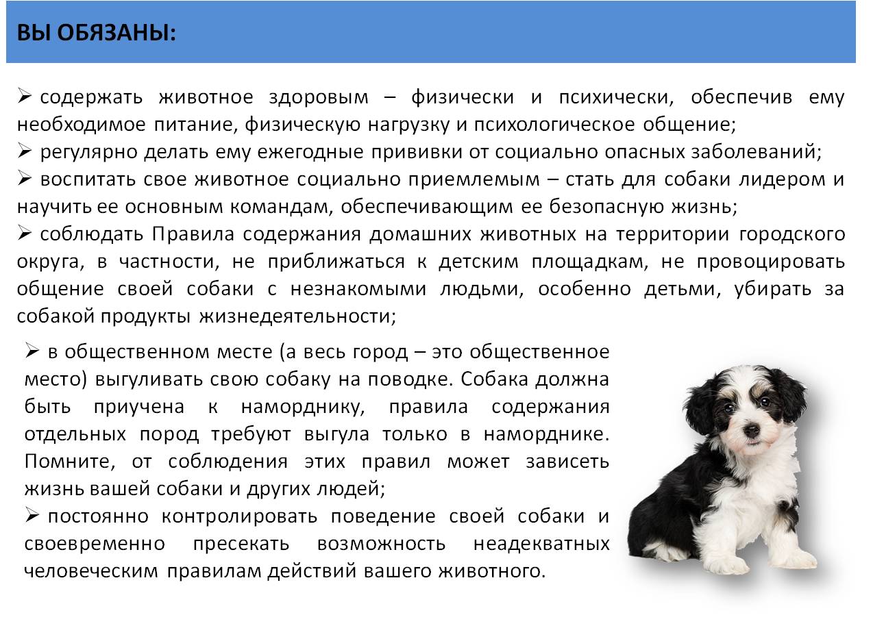 2022_собаки_2.jpg
