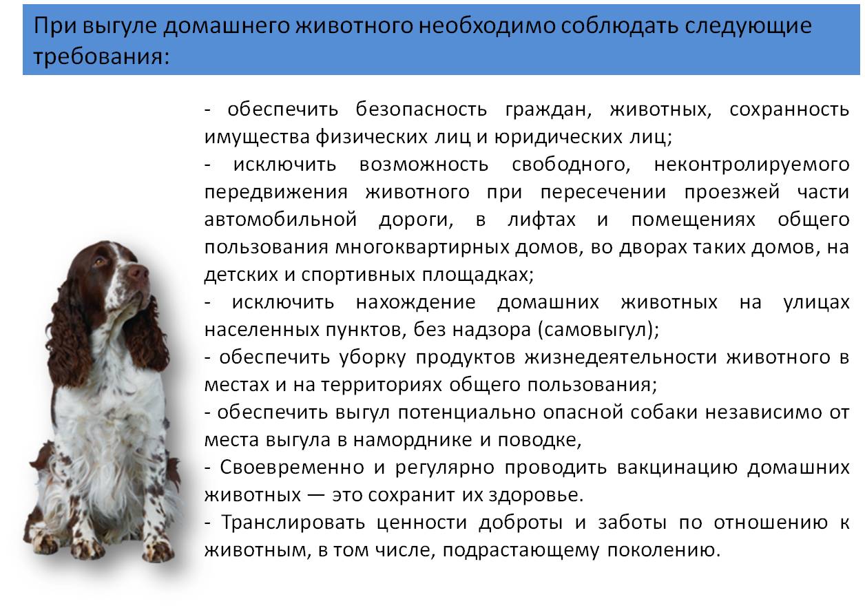 2022_собаки_3.jpg