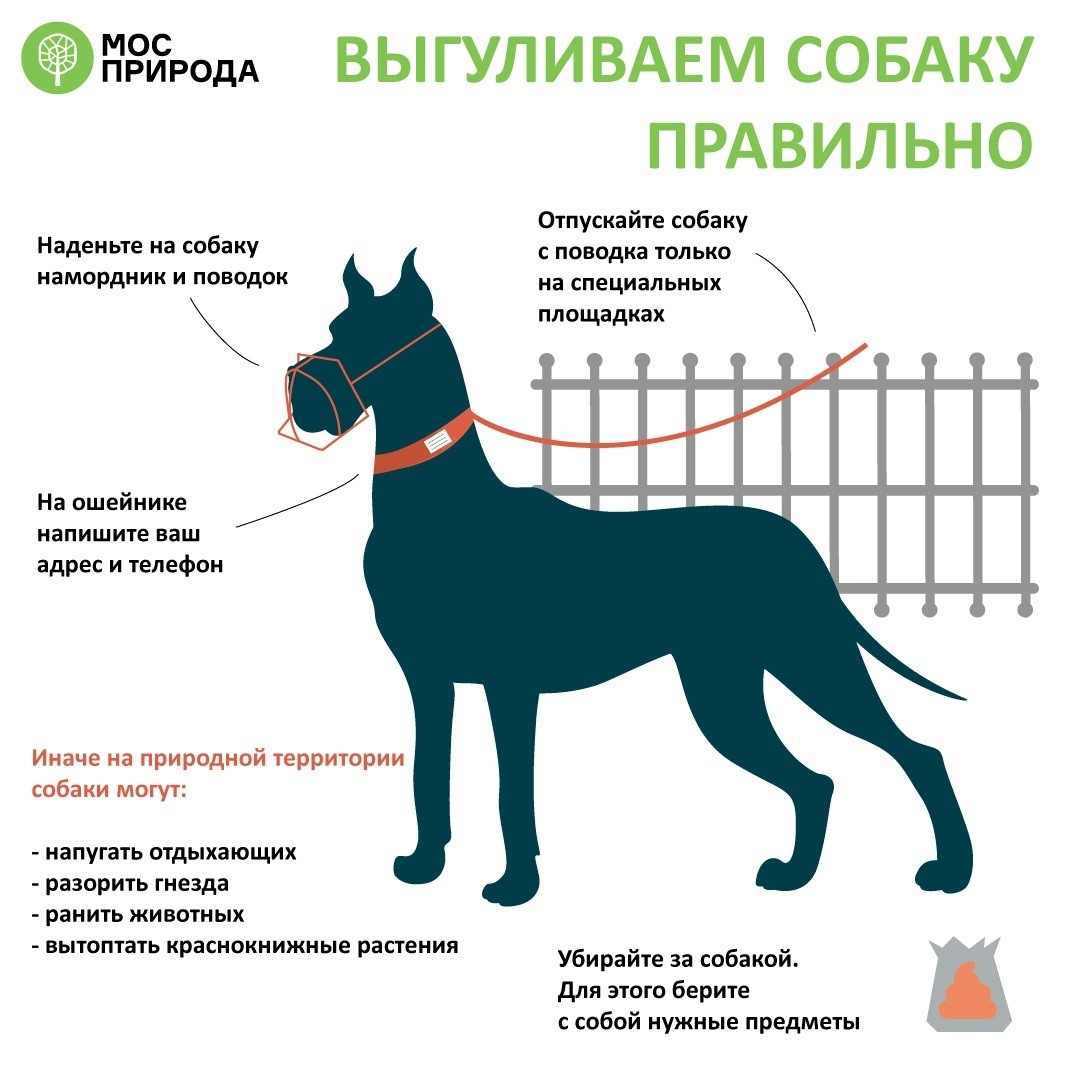 2022_собаки_4.jpg