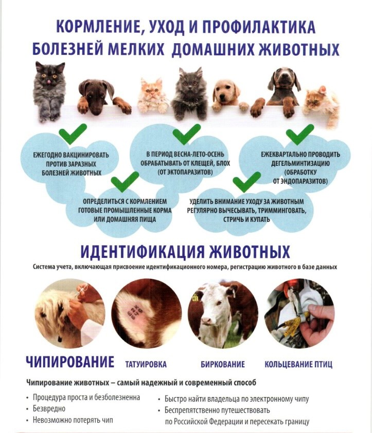 2022_собаки_5.jpg