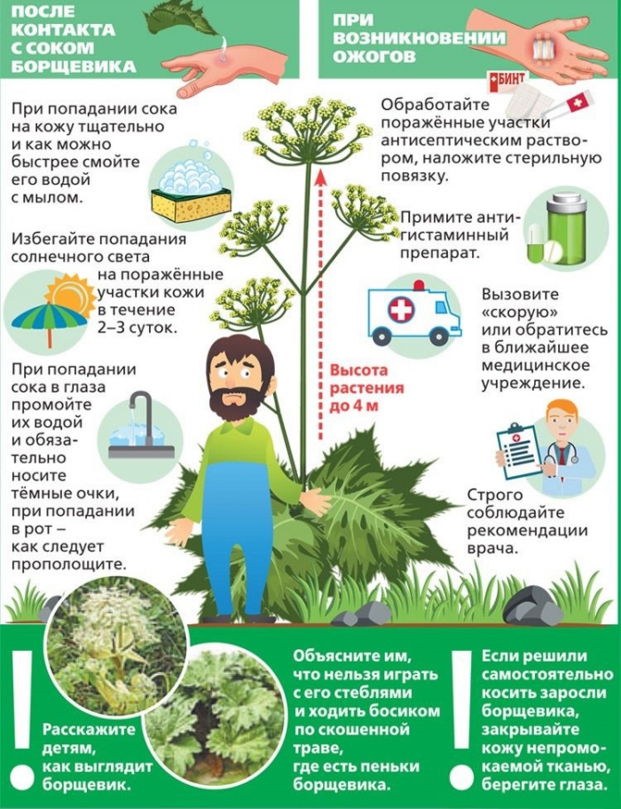 2023_памятка_борщевик_1.jpg