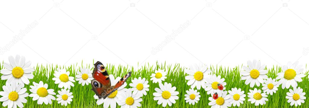 Копия depositphotos_6266964-stock-photo-green-grass-and-chamomiles.jpg