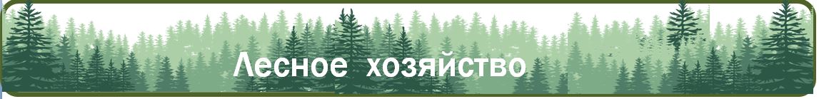 Лес.JPG
