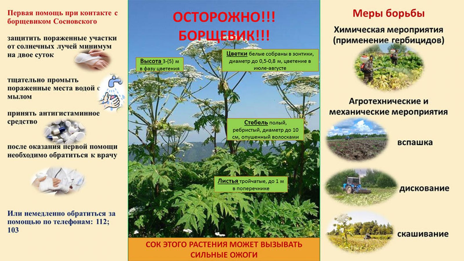 борщев.jpg