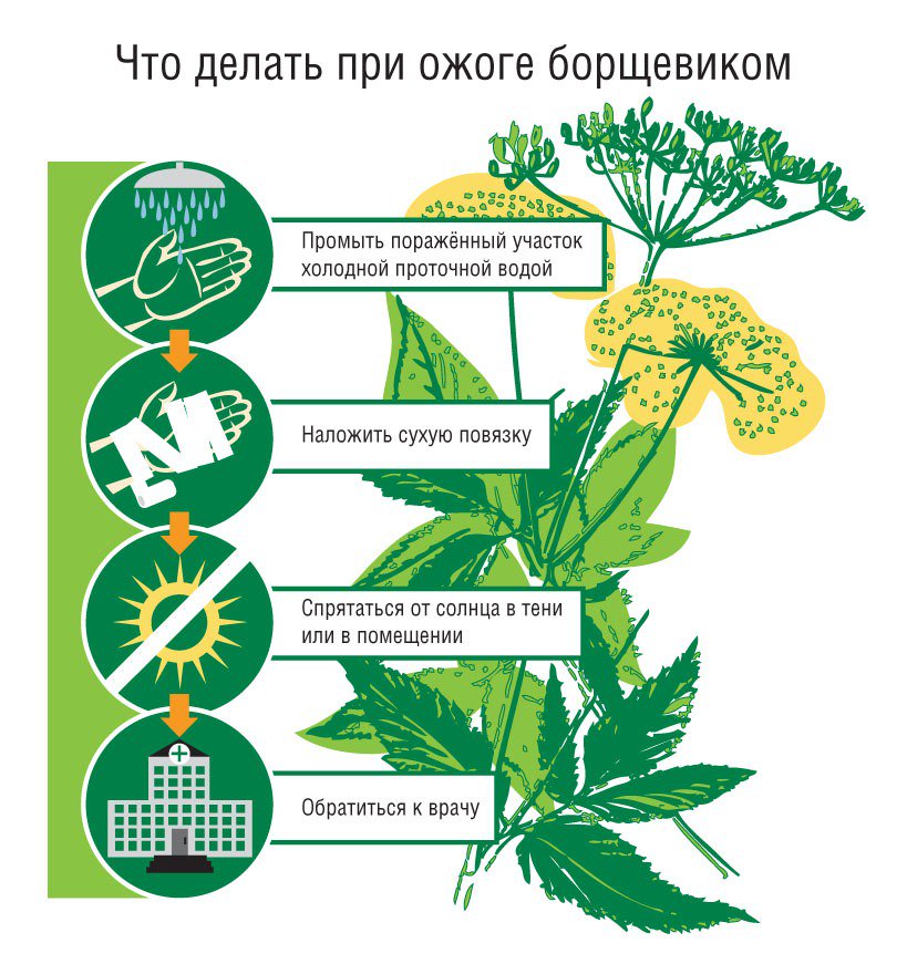 борщщев1.jpg