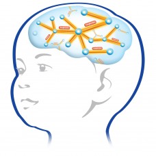 Brain cells GA baby-eng-228x228.jpg