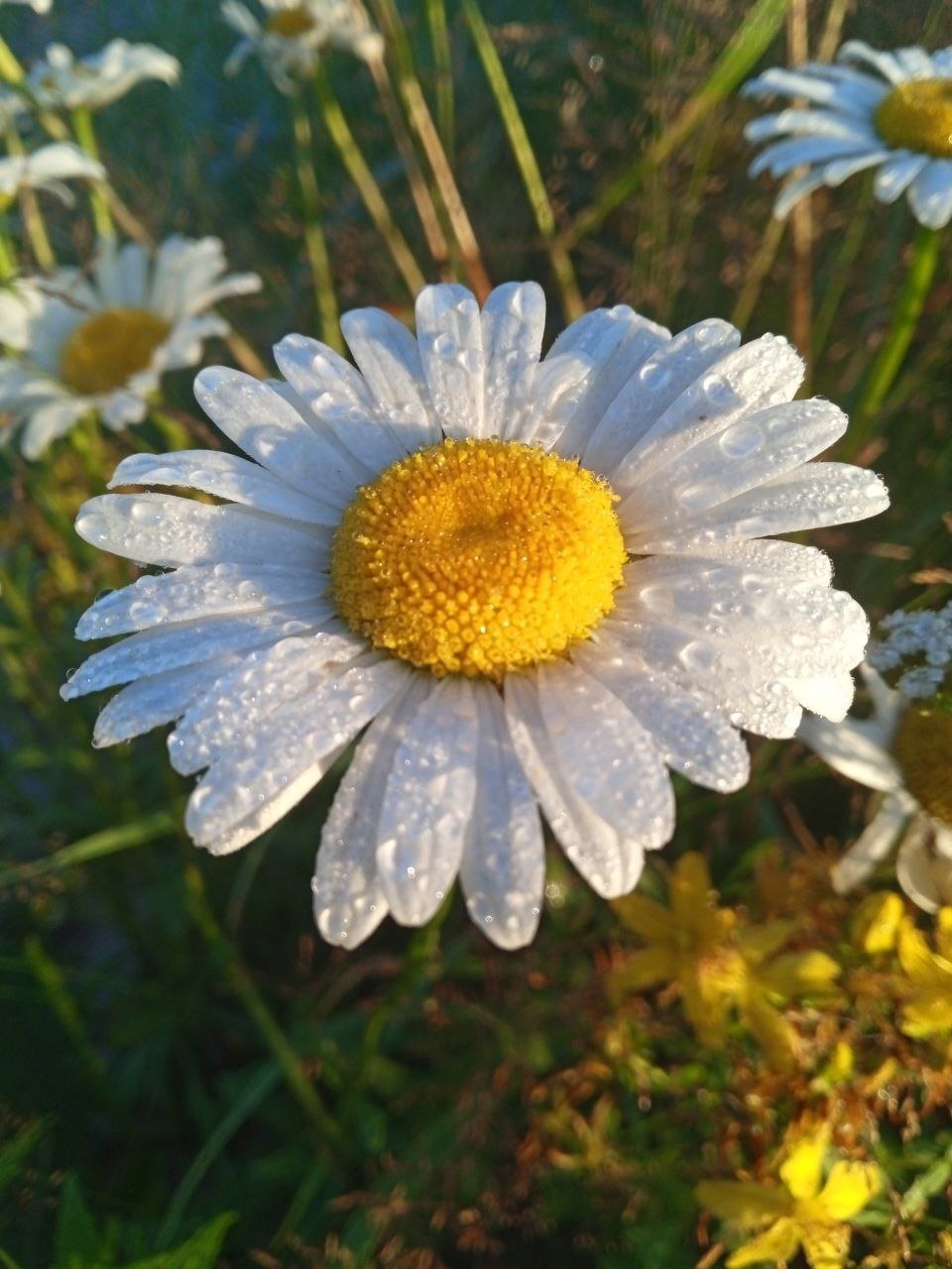 Боброва Арина 6 лет.jpg
