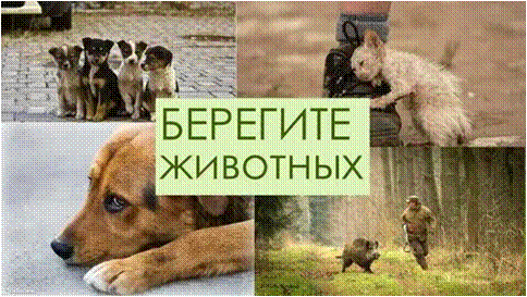 Берегите животных.gif