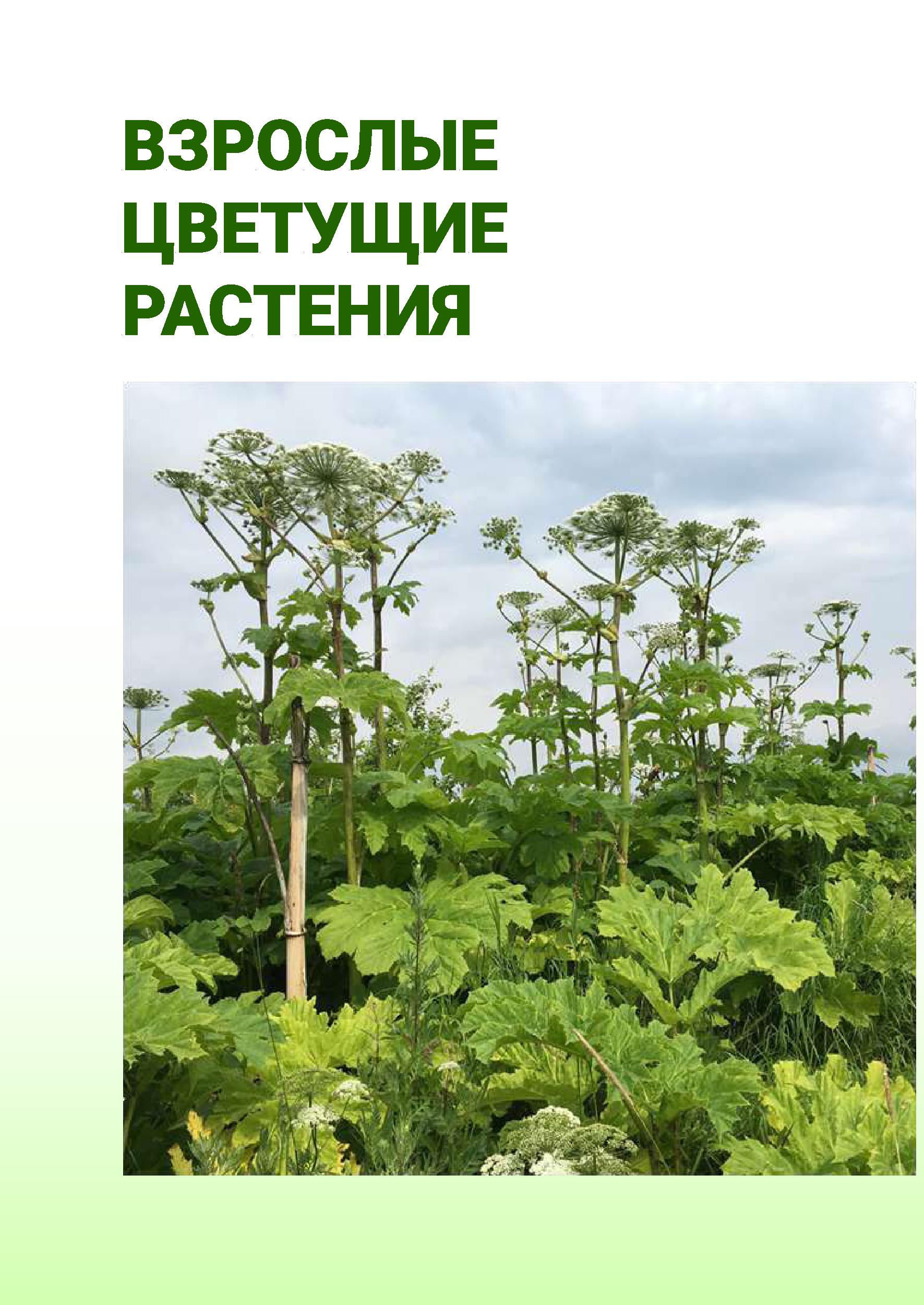Попова про борщевик Сосновского - 0003.jpg